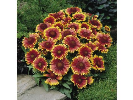 gaillardia aristata arizona sun