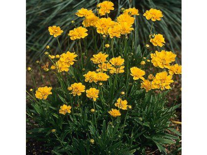 coreopsis grandiflora sunray4