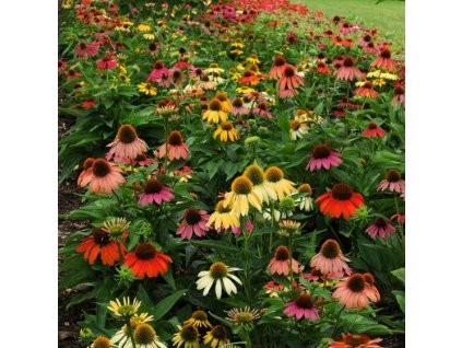 echinacea purpurea cheyenne spirit3