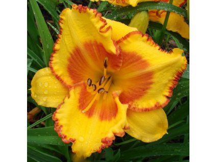 hemerocallis prince of orange