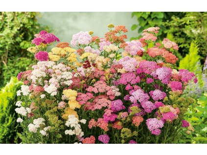 achillea mix farieb