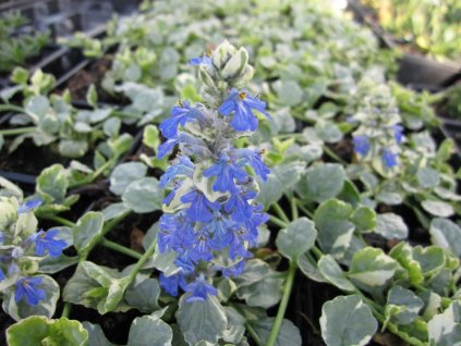 ajuga reptans variegata