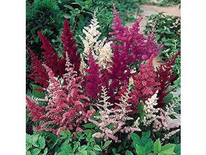 astilbe x arendsii show star