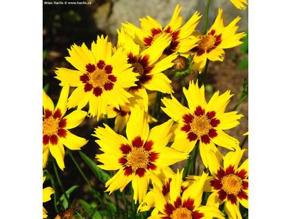 coreopsis grandiflora