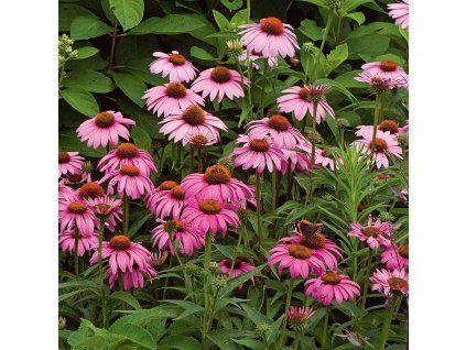 echinacea purpurea magnus1