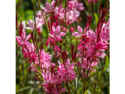 gaura lindheimeri siskiyou pink