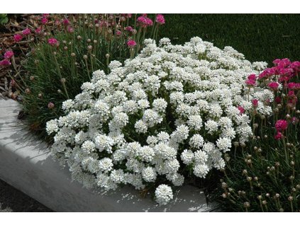 iberis sempervirens tahoe