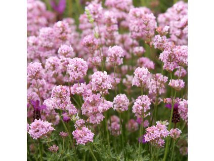 51b06a6e 1971 494e 941b 8c385ab3a89e