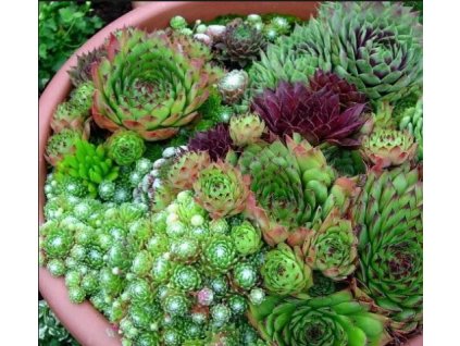 Skalné ruže hybrid 1ks