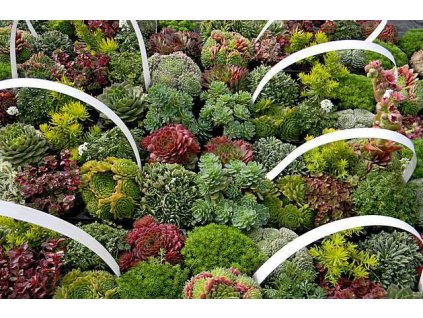 skalnickovy mix 10 pack3