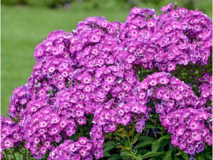 phlox paniculata little laura