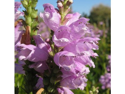 physostegia virginiana rosea3
