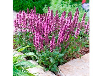 salvia superba ruzova2