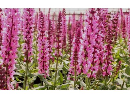 salvia superba ruzova