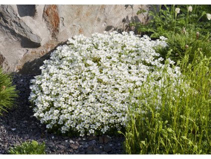saxifraga arendsii findling