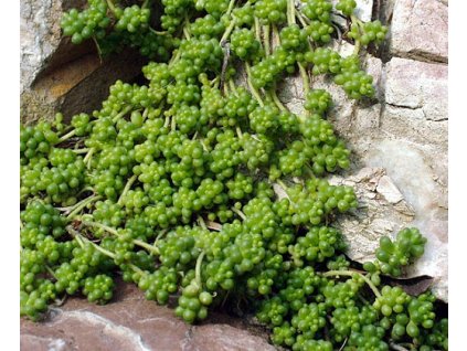 sedum album micranthum2