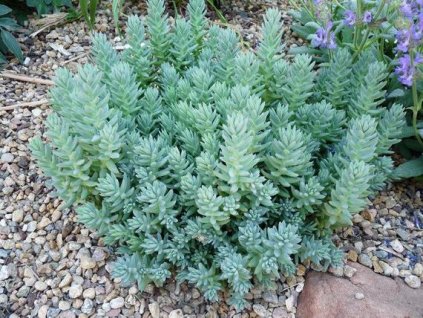 il 570xN.2019046953 p4nt