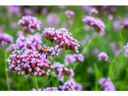 verbena bonariensis lollipop3