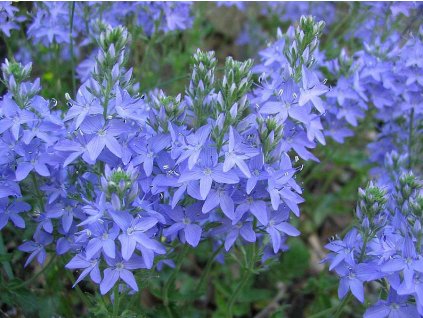 Veronica austriaca Royal Blue