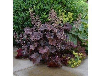 heuchera palace purple