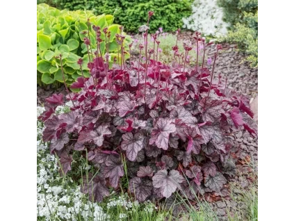 Heucheramicrantha PalacePurple 1 37141ef1 1915 4d5a a59c d5f7d388a894