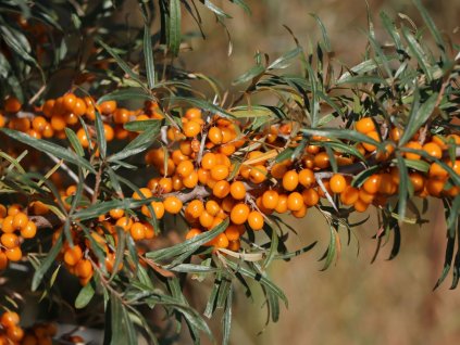 sanddorn weiblich leikora m002022 w 6