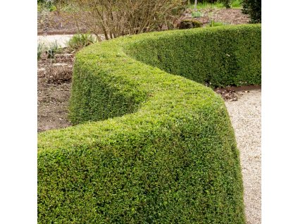 1080905606 Lonicera nitida box honeysuckle clipped formal hedge curved Copy 36312.1587679887.1280.1280