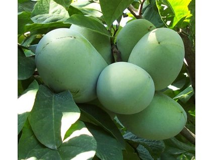 www.koronakert.hu indián banán mango csemte ár