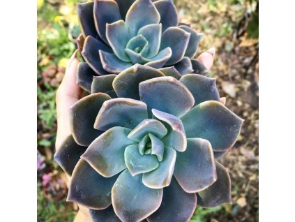 image 3afad4b0 86b4 422b b9a9 e6cbce0140e8 1024x1024@2x