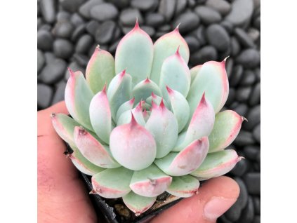 Echeveria Parva AUGUST2 scaled