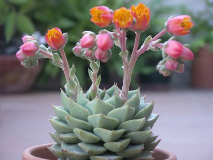 Echeveria Fabiola1 702x527