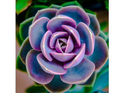 Perle von Nurnberg