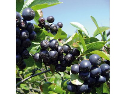 aronia nero 2