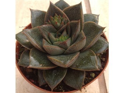 echeveria purpusorum 16408