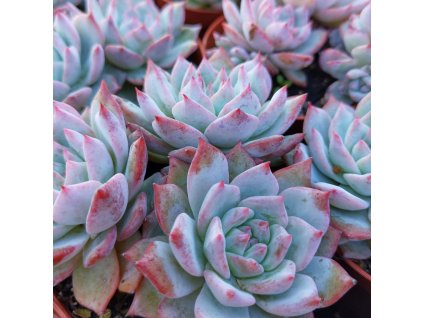 echeveria blue bird 2