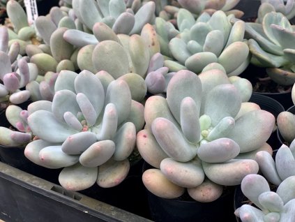 image cc9409a5 efe1 4945 a30c f6222052157c 1200x1200