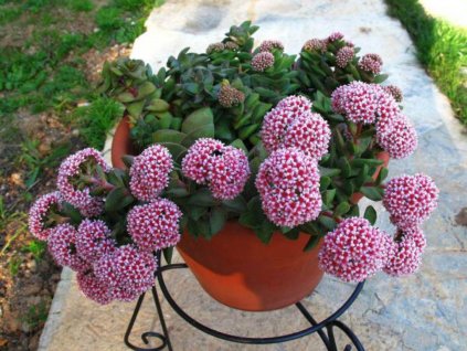 Crassula Springtime3