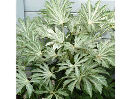 Fatsia Spiders Web 1