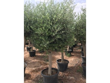 OLEA EUROPAEA BASICO 65 L e1544026706734