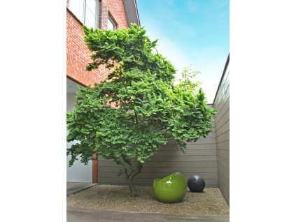 ulmus minor jacqueline hillier