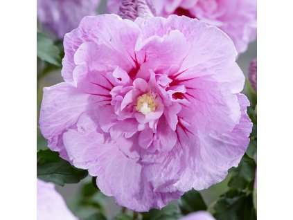 Ibištek- Hibiscus syriacus CHIFFON