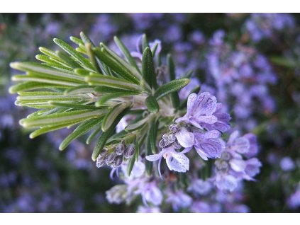 Rosmarinus officinalis Prostratus Group 1 nbrcg wi 2x3 1024x1024