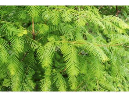 103505450 green branches and leaves of the gold rush dawn redwood metasequoia glyptostroboides