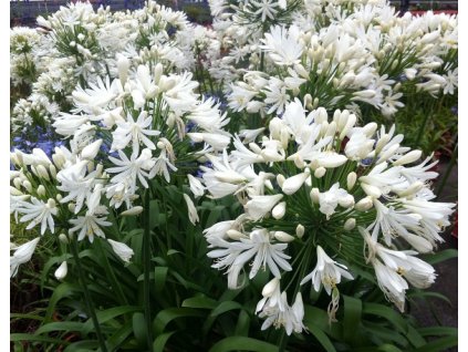 Agapanthus White