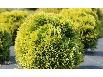 zywotnik zachodni mirjam pbr