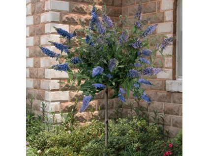 CFD14527 Buddleia True Blue Butterfly Bush Patio Tree