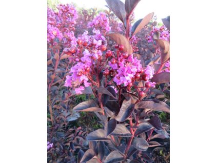 Lagerstroemia Black Solitaire Shell Pink (1)