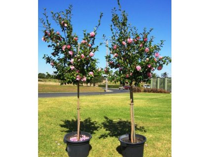 0259845 camellia sasanqua actual 750