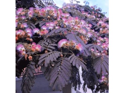 albizia summer chocolate