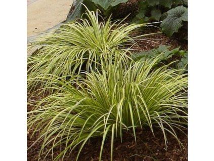 Acorus gramineus ‘Ogon’